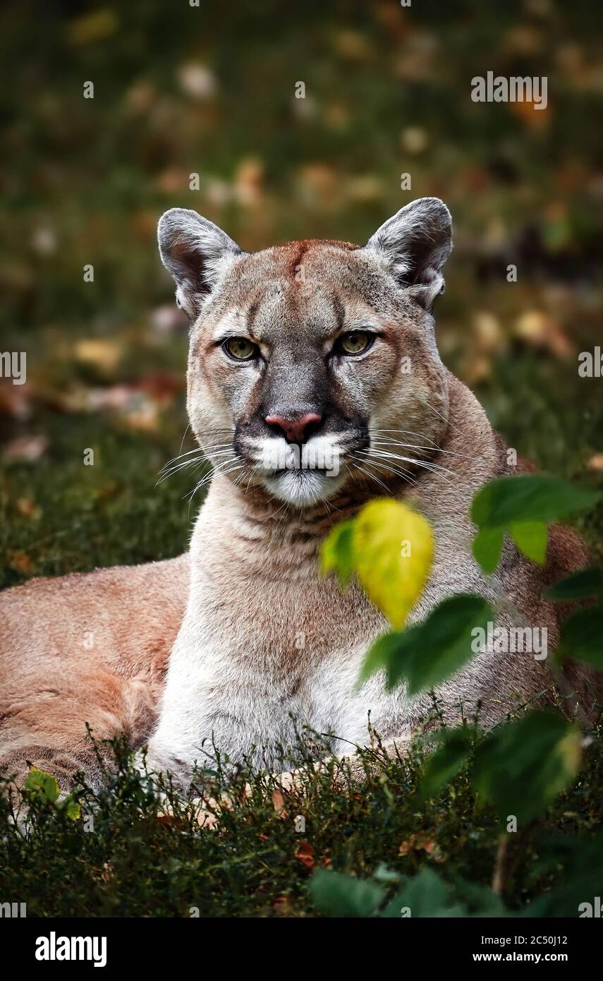 Portrait of Beautiful Puma in autumn forest. American cougar - mountain lion, striking pose, scene in the woods, wildlife America Stock Photo