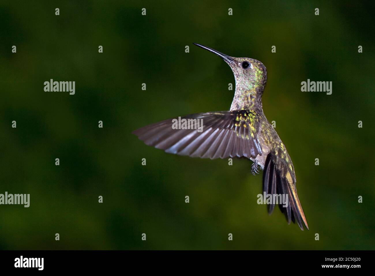 sombre hummingbird (Aphantochroa cirrochloris), in flight, Brazil Stock Photo