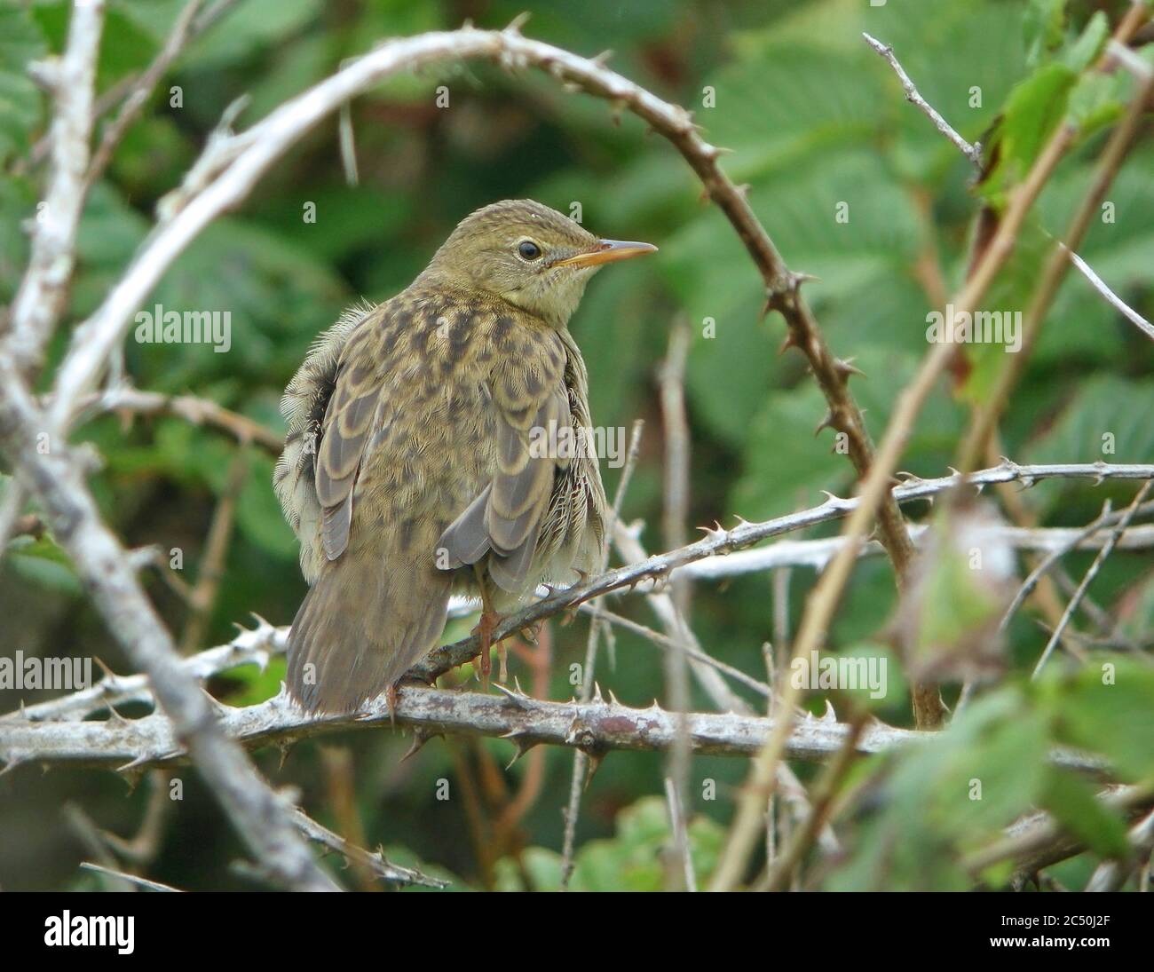 grasshopper warbler (Locustella naevia), perched in a bramble bush, France, Ouessant Stock Photo