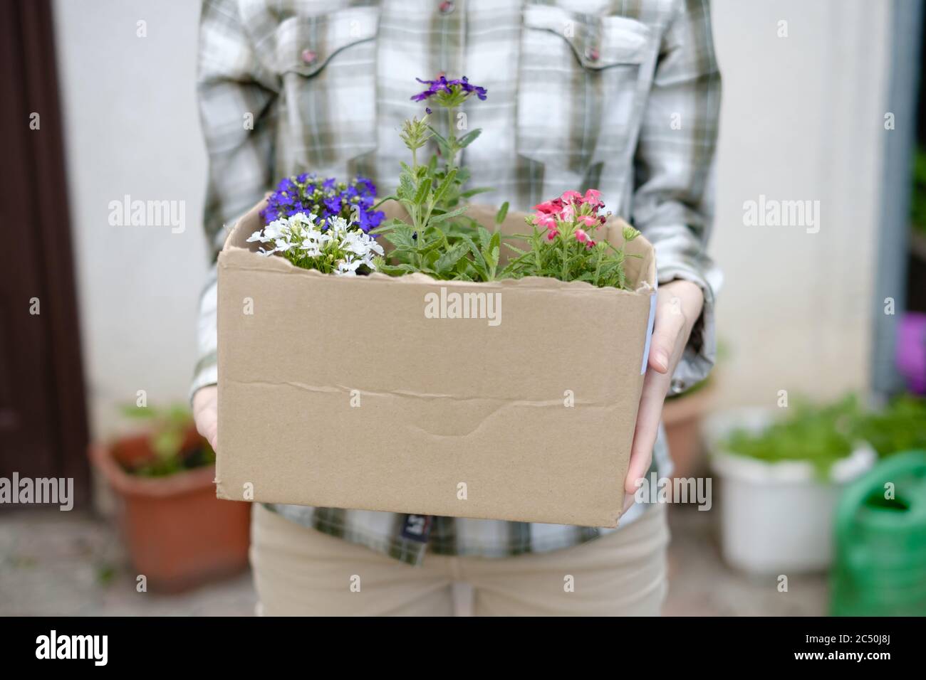 Woman Holding A Box Of Flowers To Plant Them In A Flower Bed Stock Woman Holding A Box Of Flowers To Plant Them In A Flower Bed Stock
