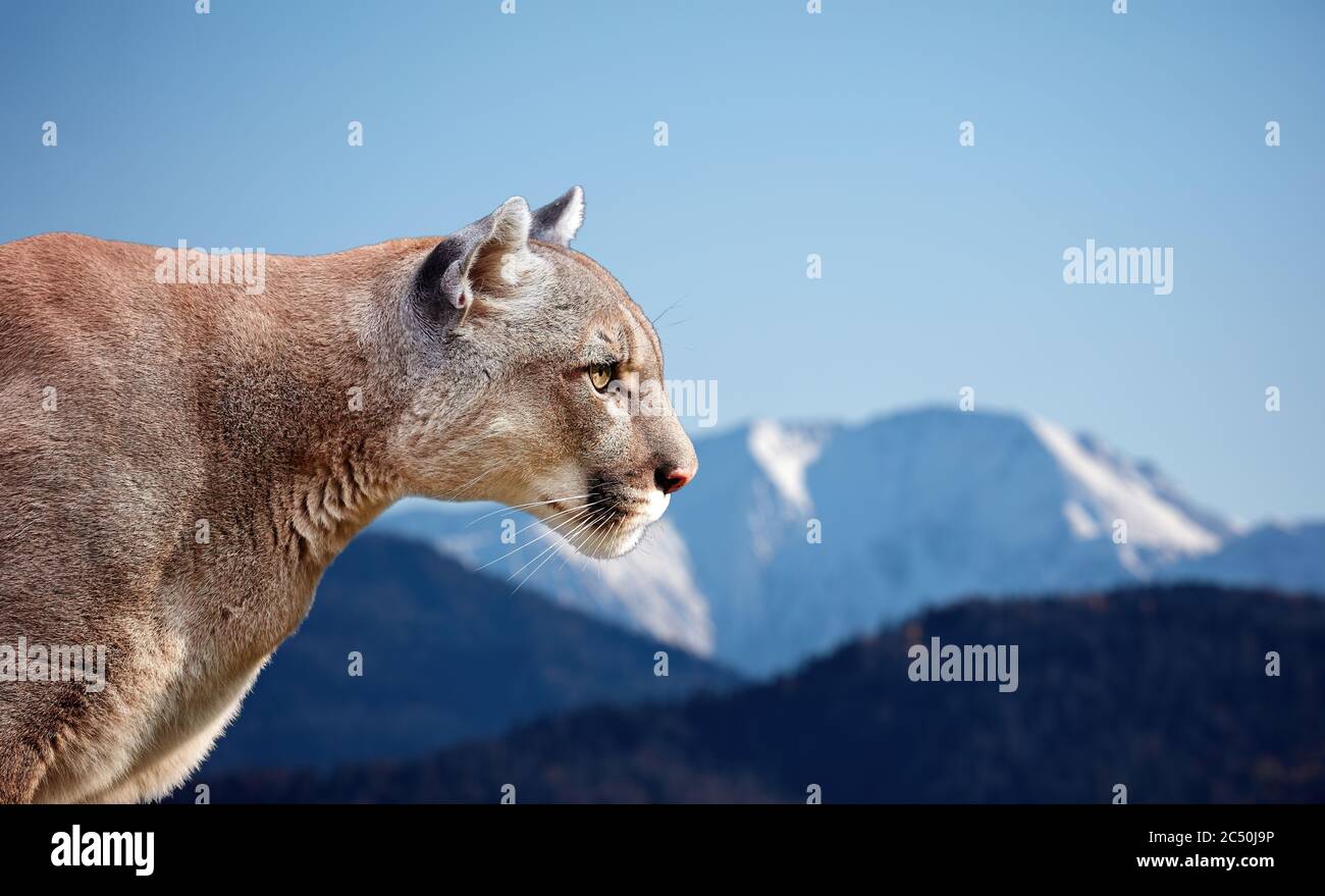 Portrait of Beautiful Puma. Cougar, mountain lion, puma, panther, striking pose, scene in the mountains, wildlife America Stock Photo - Alamy Portrait of Beautiful Puma. Cougar, mountain lion, puma, panther, striking pose, scene in the mountains, wildlife America Stock Photo - Alamy