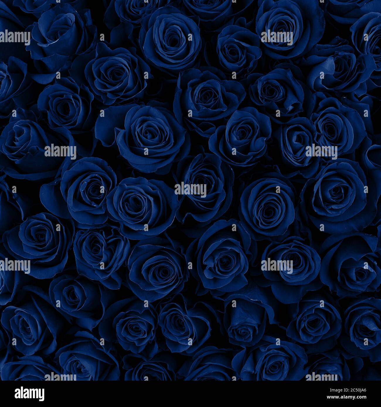 Beautiful blue roses background. Classic Blue color. Fashionable color  Stock Photo - Alamy