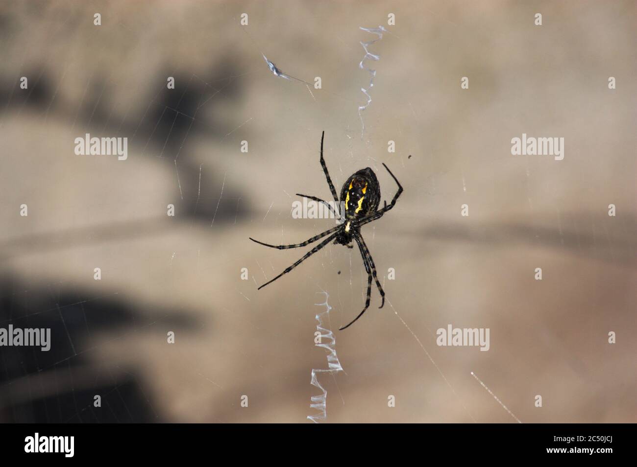 Close-up of a spider of the Argiope trifasciata type waiting in the center of its web for the next victim to fall Stock Photo