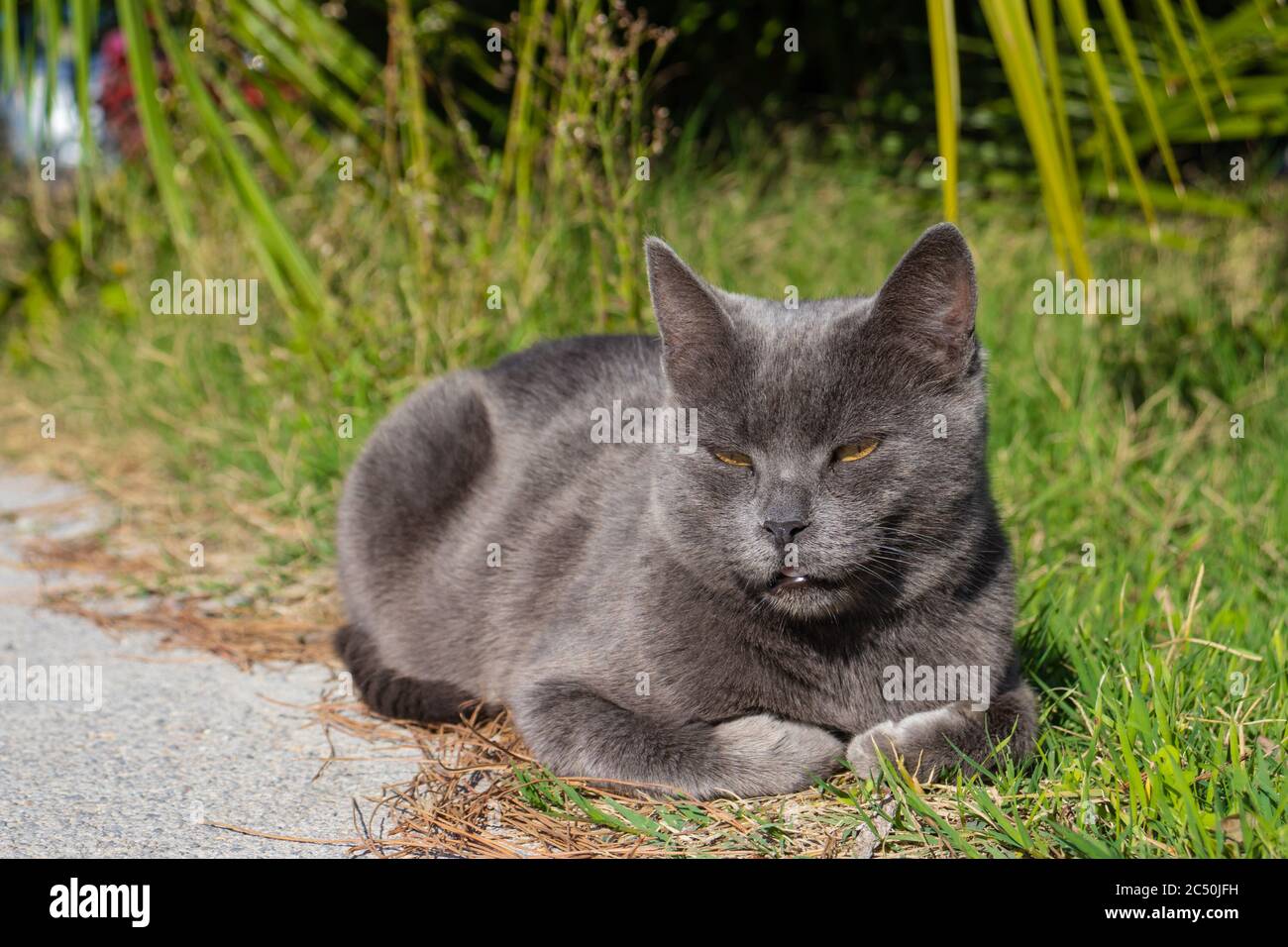Silver grey cat laying on the sun Stock Photo