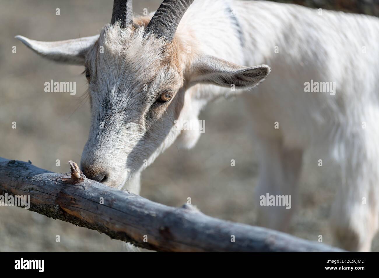 A white hair domestic goat with large ears, black narrow horns and a long snout grazing on a wooden fence in a farm's field. Stock Photo