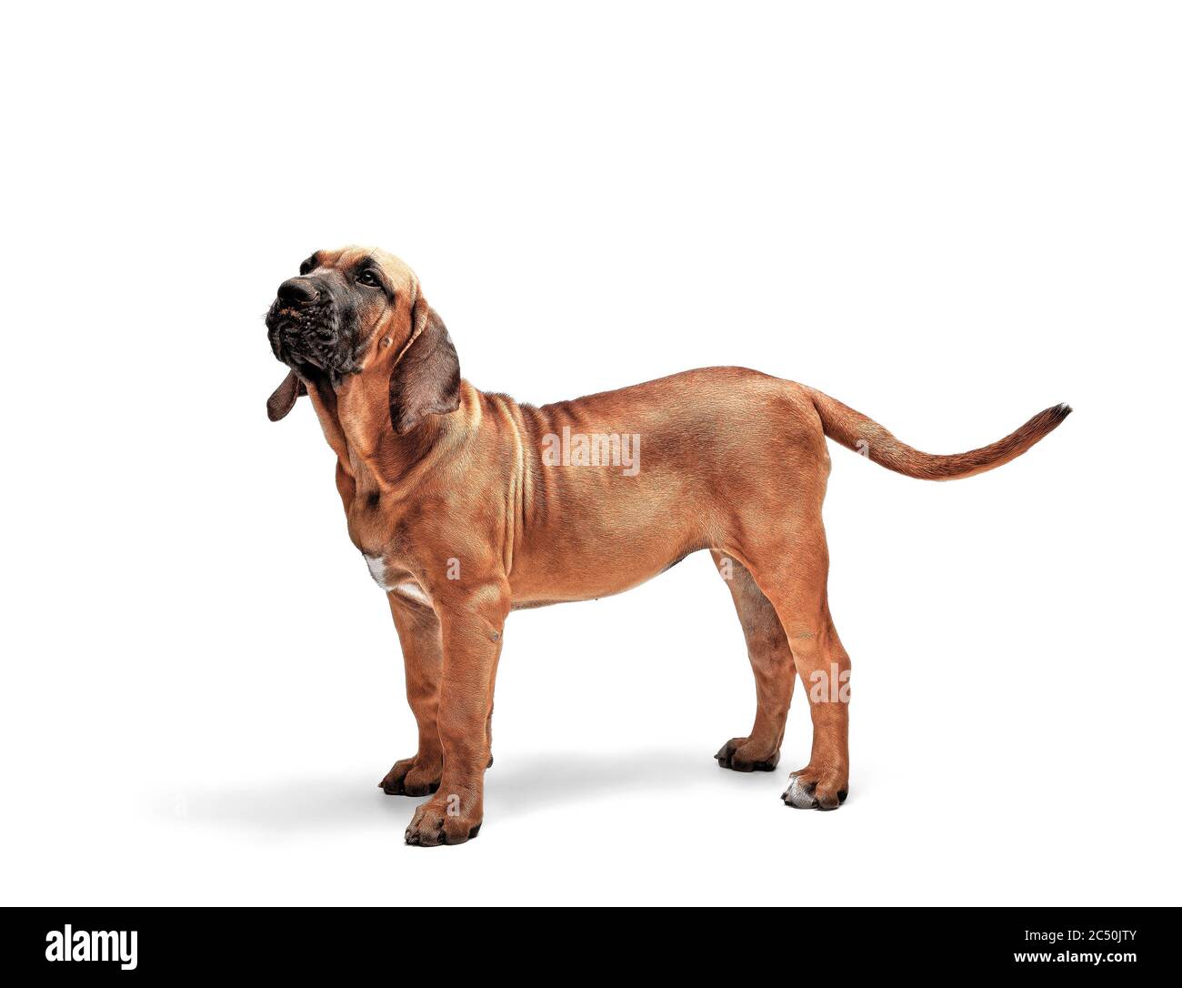 Fila Brasileiro, a Dog Breed from Brazil, Male Stock Photo - Alamy