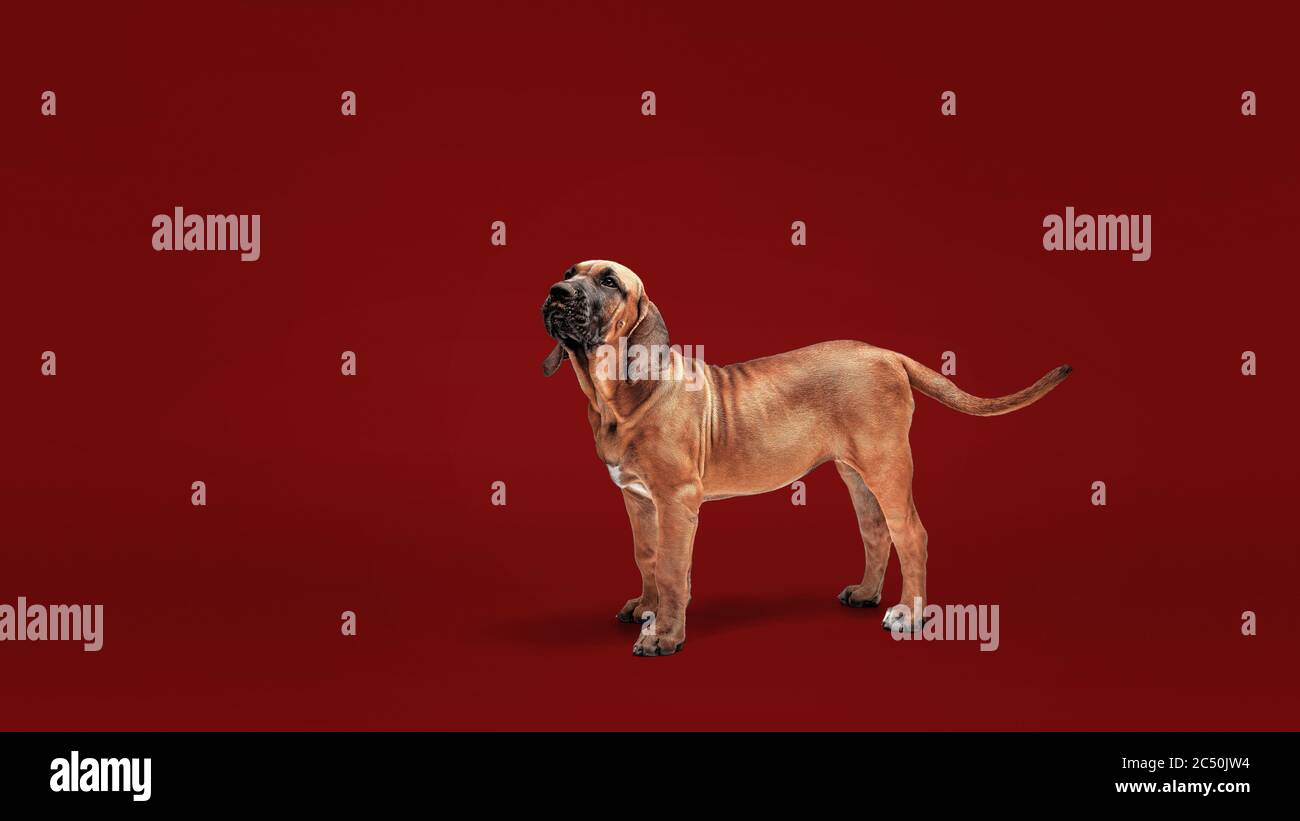 Tabby Dog Breed Fila Brasileiro Brazilian Stock Photo 1674496849