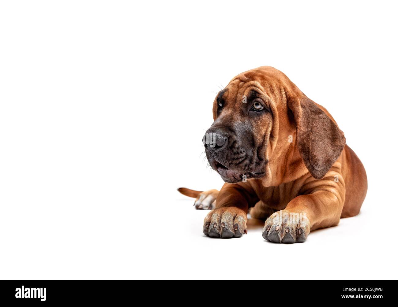 Dog breed fila brasileiro Cut Out Stock Images & Pictures - Alamy