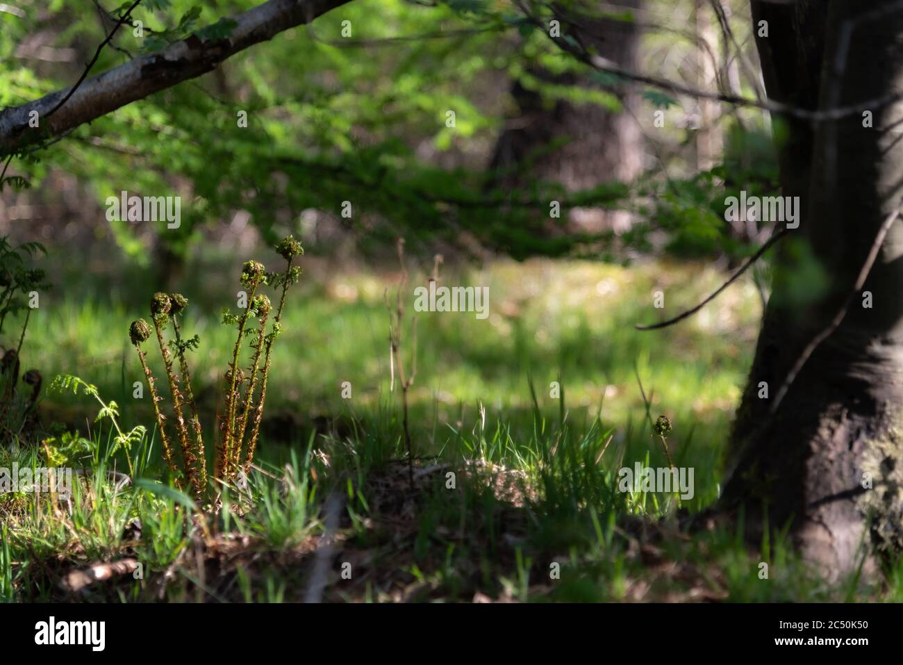 Fern shoots in the forest, spring. Scotland Stock Photo