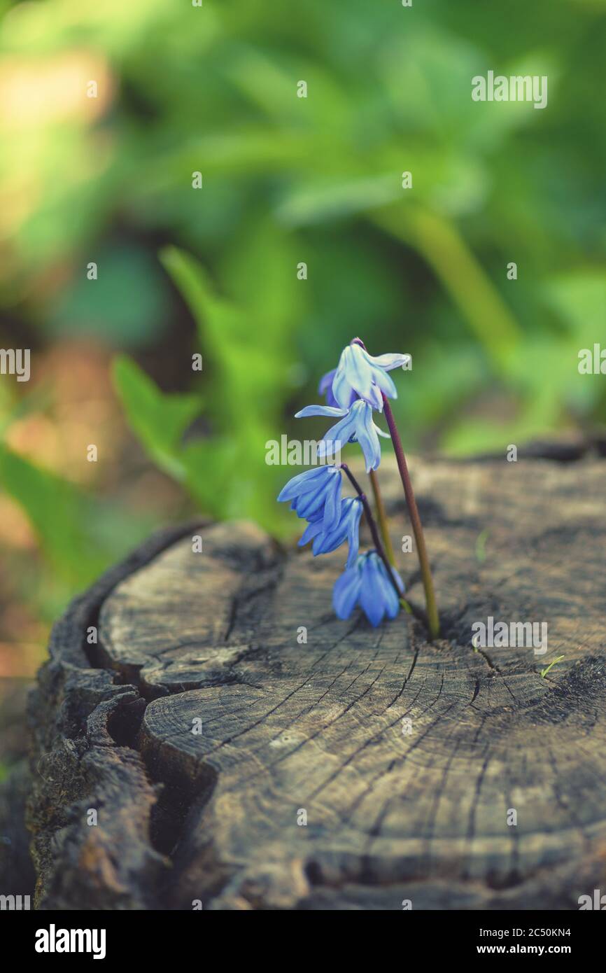 Spring snowdrop. Snowdrop blue on gray hemp. Blooming flower gray background. Snowdrop in the rays of the spring sun. Stock Photo