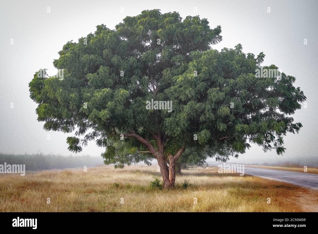 tree in the side of the road Stock Photo - Alamy