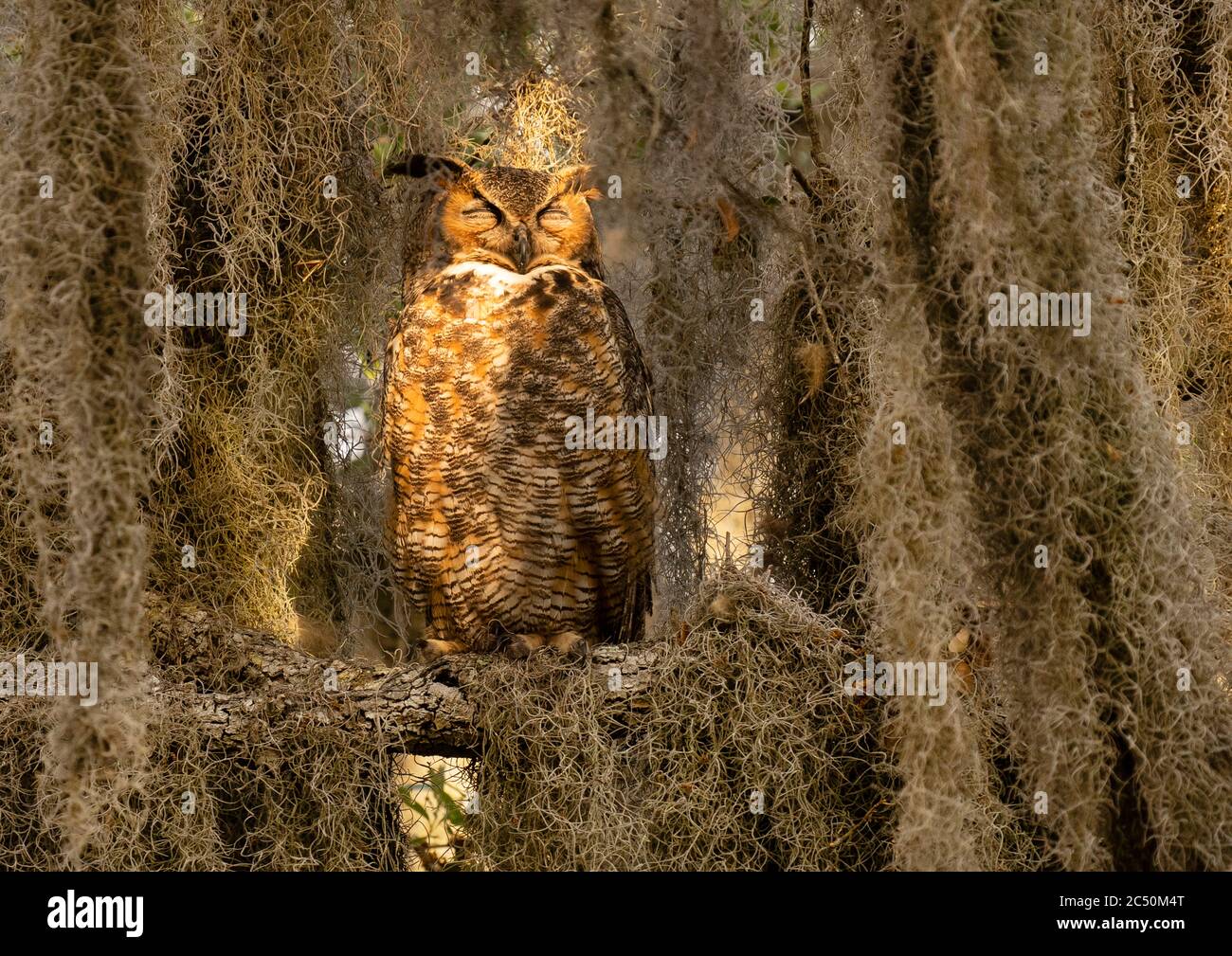 Great Horned Owl Sleeping in Tree Covered With Spanish Moss Stock Photo