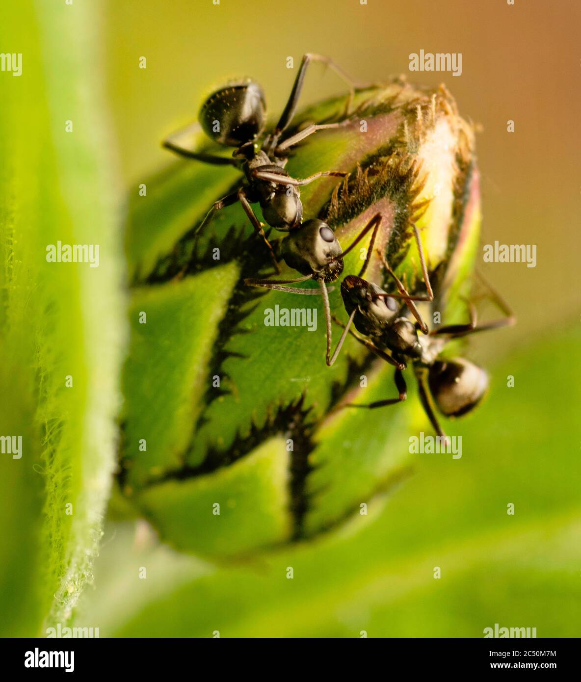 Little Black Ants Feed on Bachelor Button Flower Blossom Stock Photo