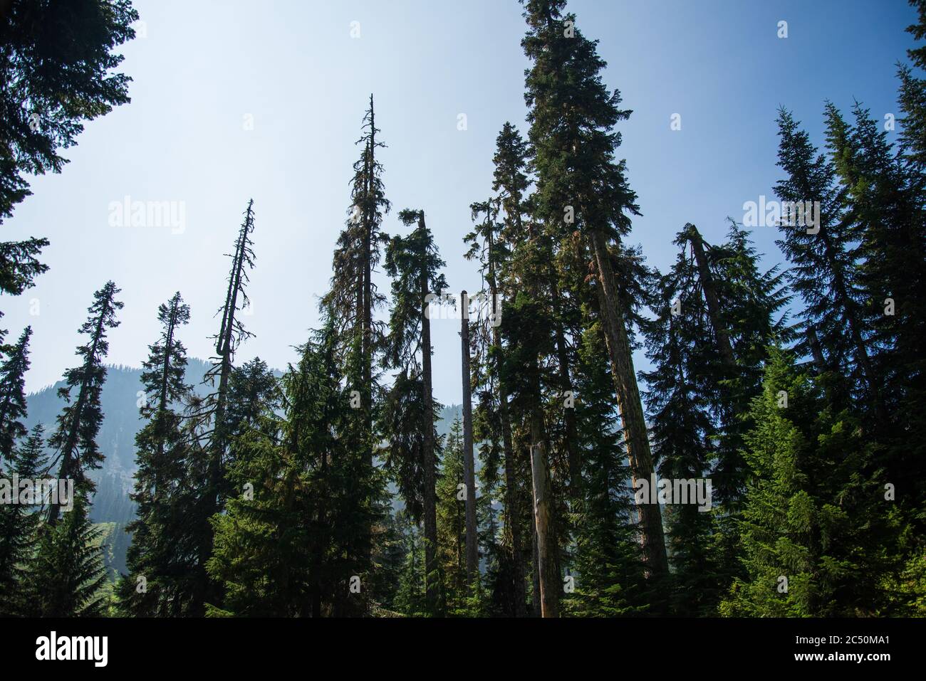 Evergreen Trees in Snoqualmie, Washington Stock Photo Alamy