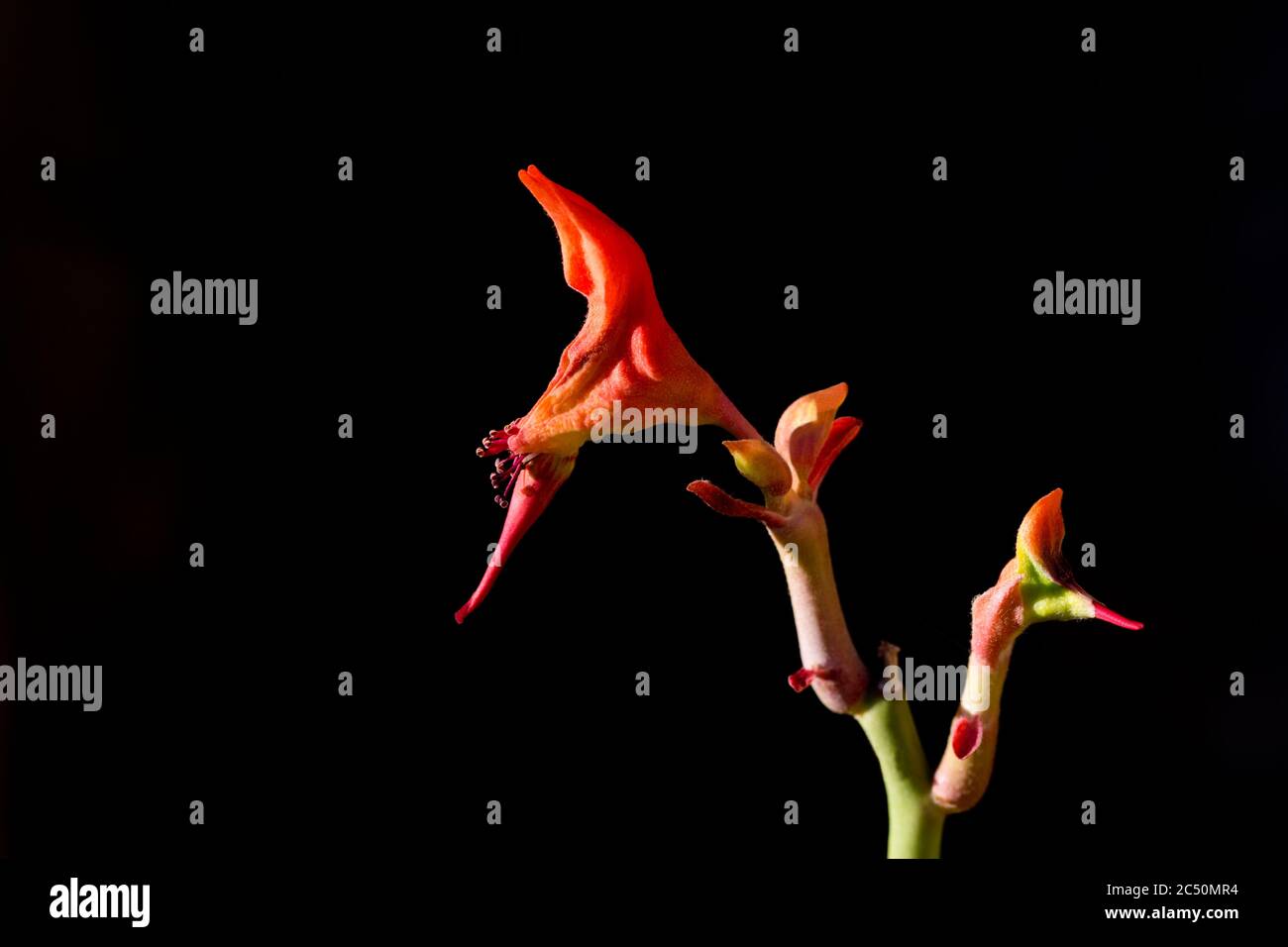 Lady slipper blossoms resemble an elegant shoe.  Plant is a succulent with orange red flowers.  Copy space on black background. Stock Photo