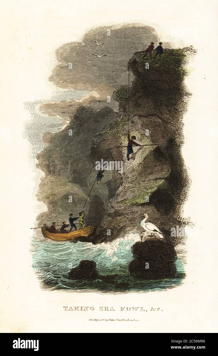 Rock-fowlers hunting for skua gull birds and eggs on the Faroe Islands, 18th century. Men climb the cliffs using ropes and long sticks, hunting birds and nests to throw down to boats below. From Danish writer Lucas Jacobson’s History of the Faroe Islands. Taking sea fowl. Great skua, Stercorarius skua. Handcoloured copperplate engraving from Reverend Thomas Smith’s The Naturalist’s Cabinet, or Interesting Sketches of Animal History, Albion Press, James Cundee, London, 1806. Smith, fl. 1803-1818, was a writer and editor of books on natural history, religion, philosophy, ancient history and astr Stock Photo