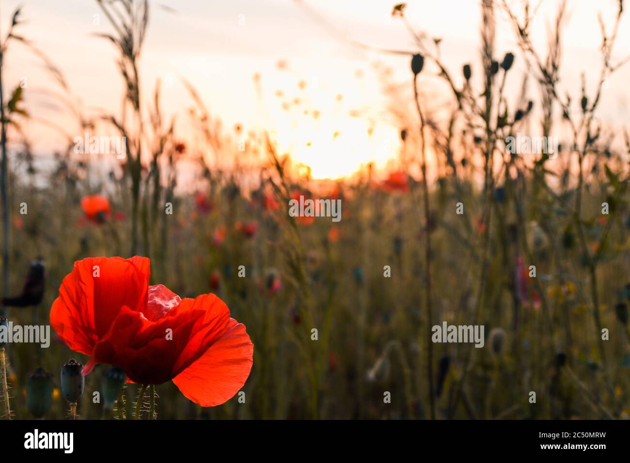 Beautiful red poppy flower close-up with control light of the golden hour sunset shining through petals Stock Photo