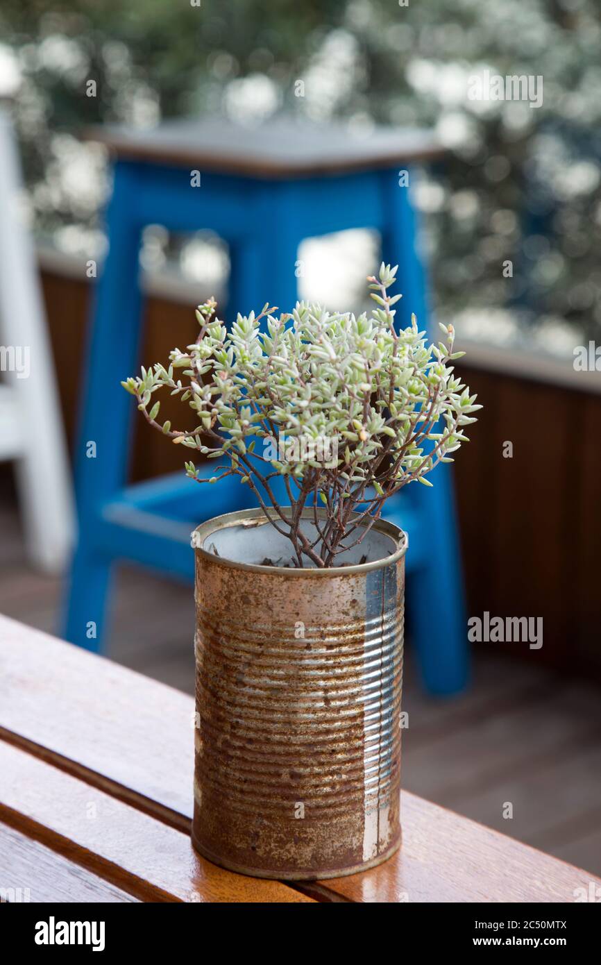 Contrast of rusty tin can and fresh young plant highlights casual still life.  Background of vertical photograph in bokeh. Stock Photo