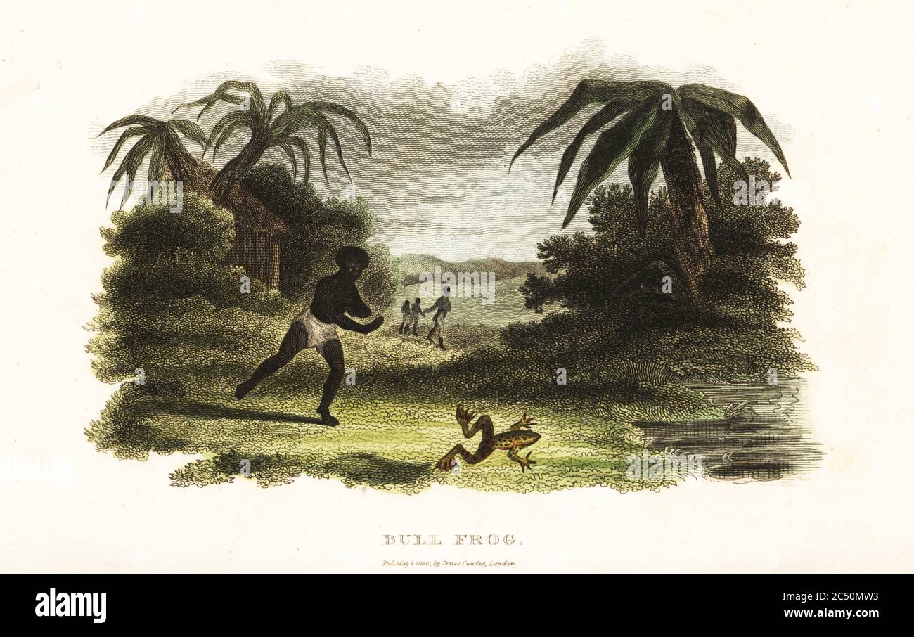 Native American man losing a race with a bull frog to a pond, 18th century. They are observed by several Swedish men who have a bet on the race. The frog After an account by Swedish naturalist Pehr Kalm in Travels in North America, 1749. American bullfrog, Lithobates catesbeianus. Handcoloured copperplate engraving from Reverend Thomas Smith’s The Naturalist’s Cabinet, or Interesting Sketches of Animal History, Albion Press, James Cundee, London, 1806. Smith, fl. 1803-1818, was a writer and editor of books on natural history, religion, philosophy, ancient history and astronomy. Stock Photo