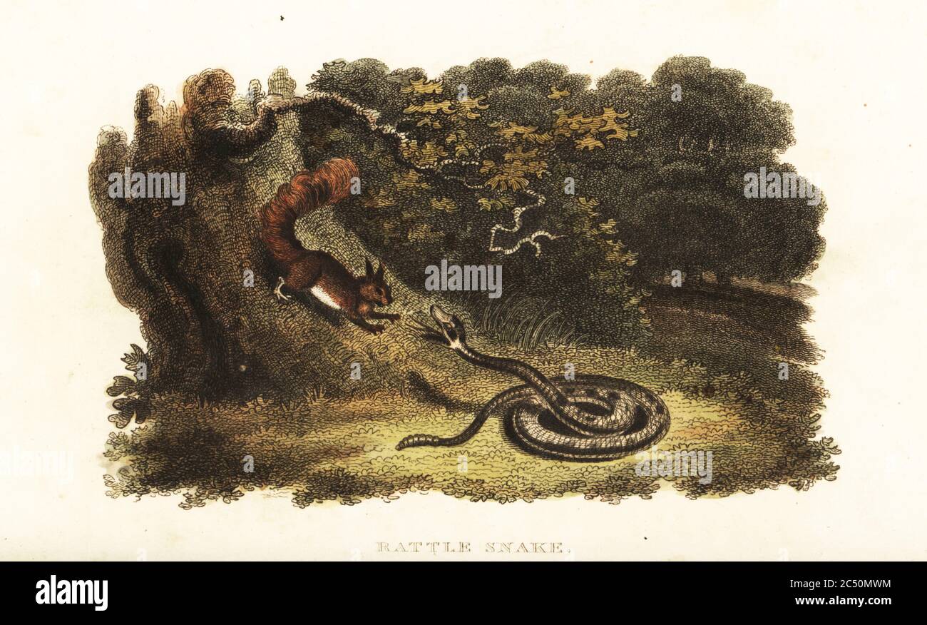 Rattlesnake charming a squirrel down from a tree. The squirrel then jumps into the rattler’s open mouth. Kalm believes the snake has previously bitten the rodent with its venomous bite. Based on an account by Pehr Kalm in Thomas Pennant’s Arctic Zoology, 1785. American rattlesnake, Crotalus or Sistrurus species. Handcoloured copperplate engraving from Reverend Thomas Smith’s The Naturalist’s Cabinet, or Interesting Sketches of Animal History, Albion Press, James Cundee, London, 1806. Smith, fl. 1803-1818, was a writer and editor of books on natural history, religion, philosophy, ancient histor Stock Photo