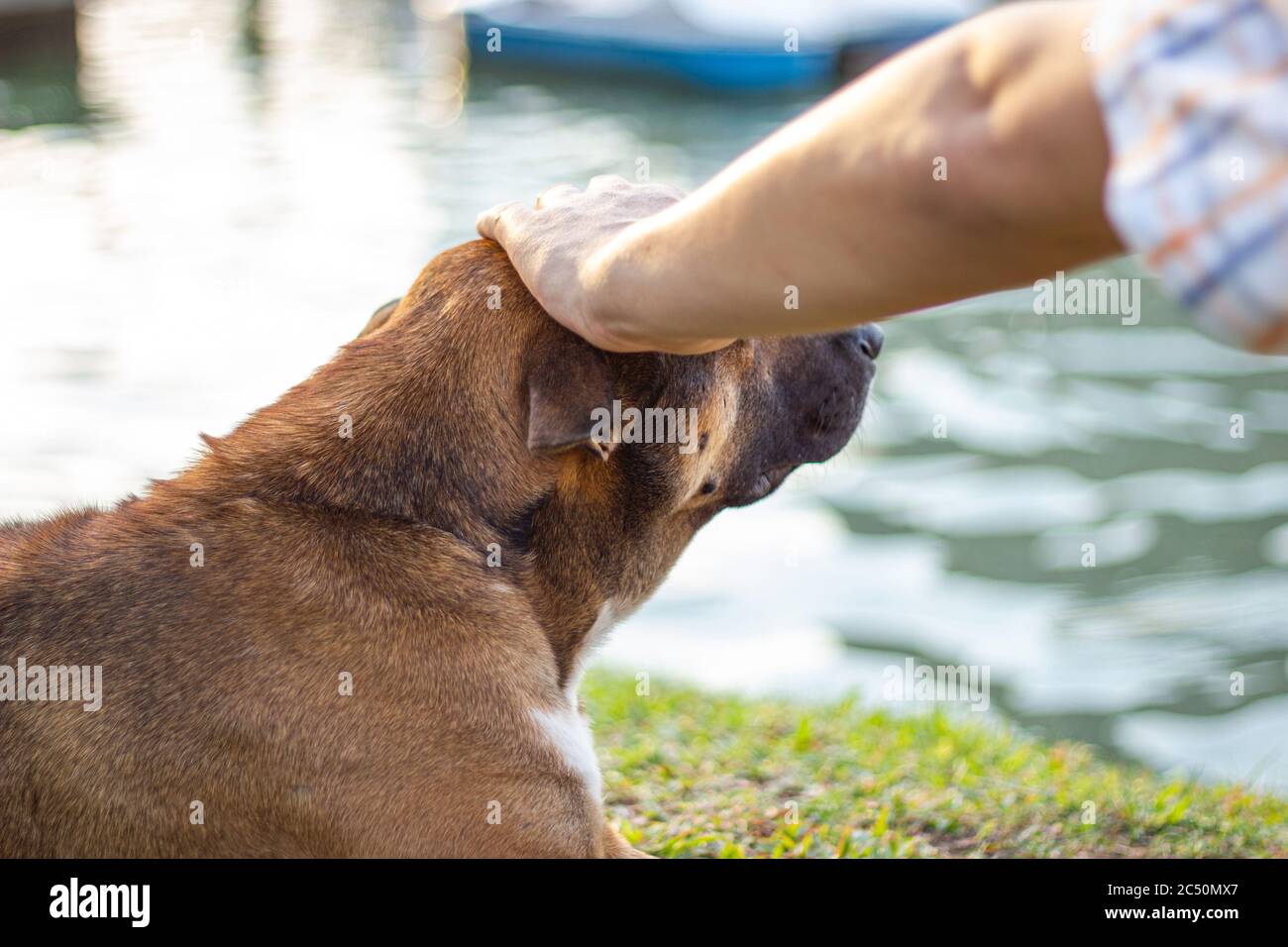 The man hand touches the dog head gently concept friendship between humans and dog Stock Photo