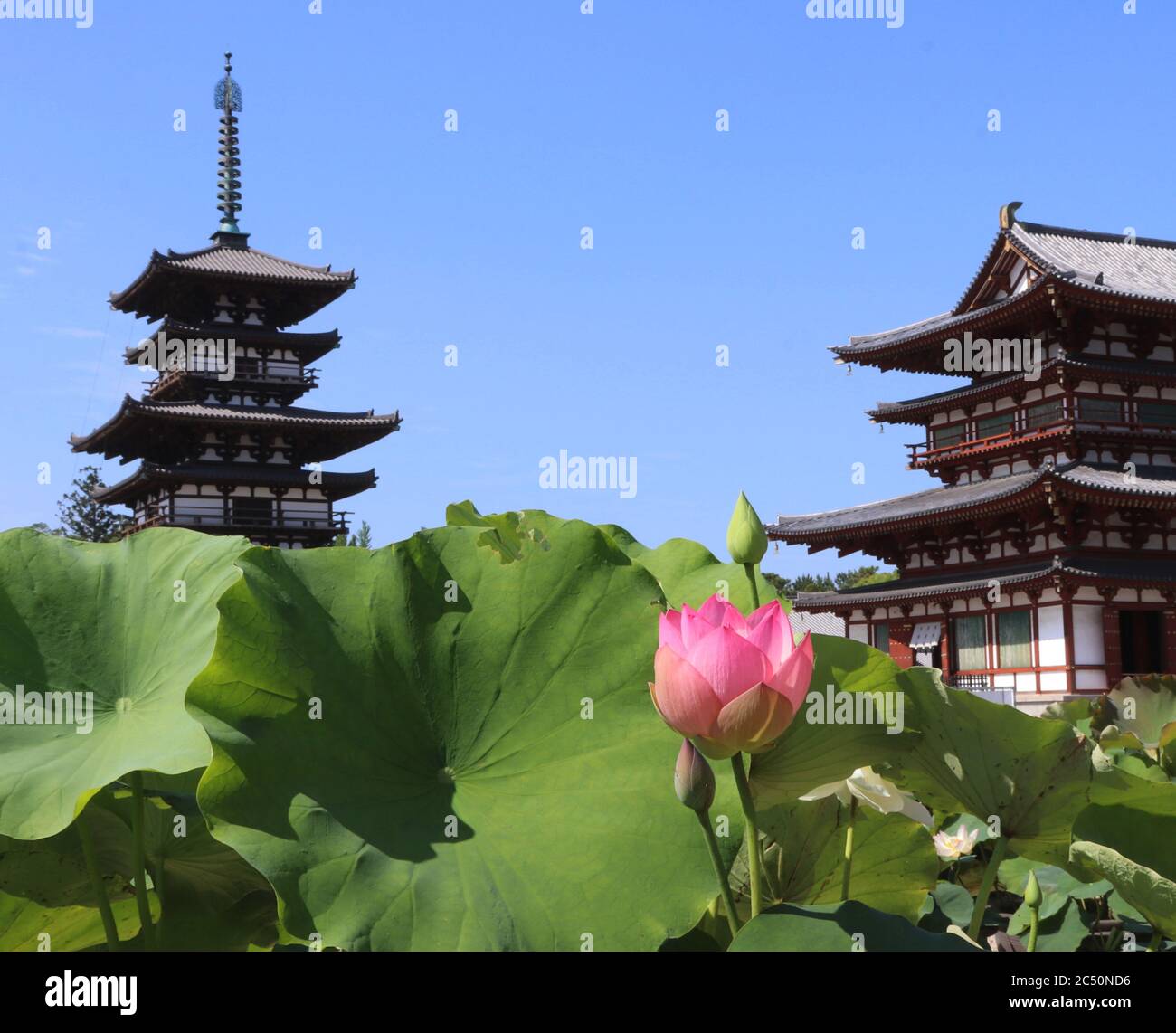 Japanese ancient Buddhist temple with five storey pagoda and lotus flower (World Heritage Yakushiji Temple in Nara) Stock Photo