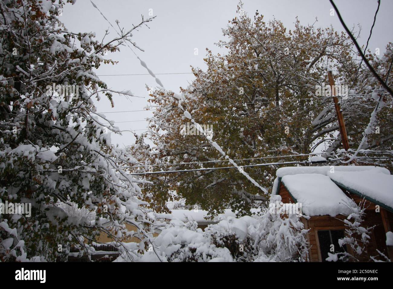 Major 12 inch powered fluffy light snow storm in Littleton Colorado