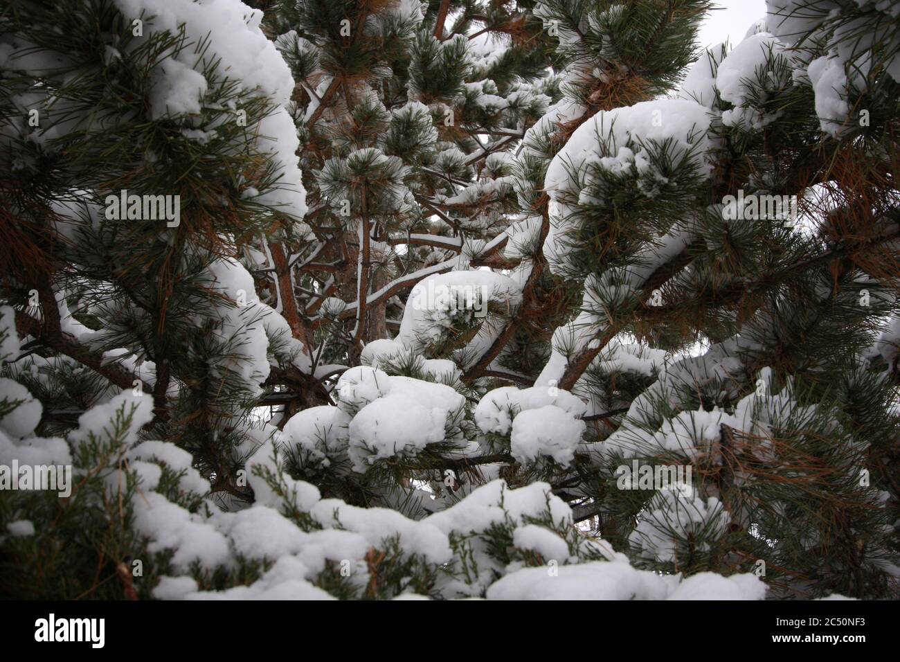 Major 12 inch powered fluffy light snow storm in Littleton Colorado