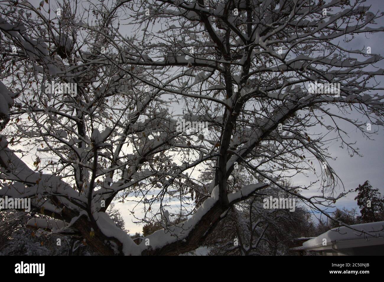 Major 12 inch powered fluffy light snow storm in Littleton Colorado