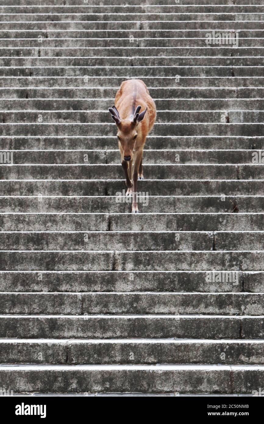 Deer in Nara (Japan) walking down outside stairs Stock Photo
