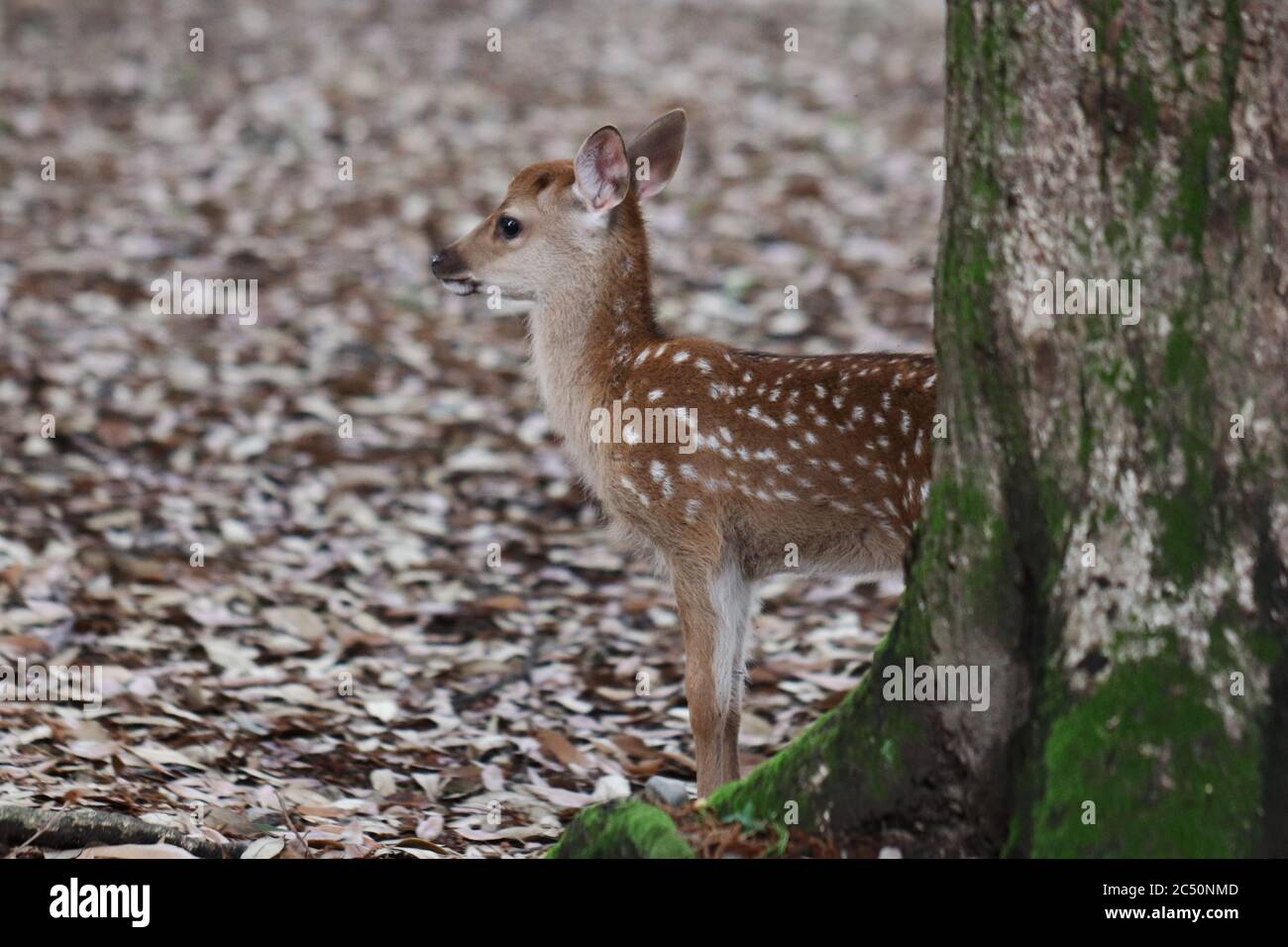 Very young fawn in the forest Stock Photo