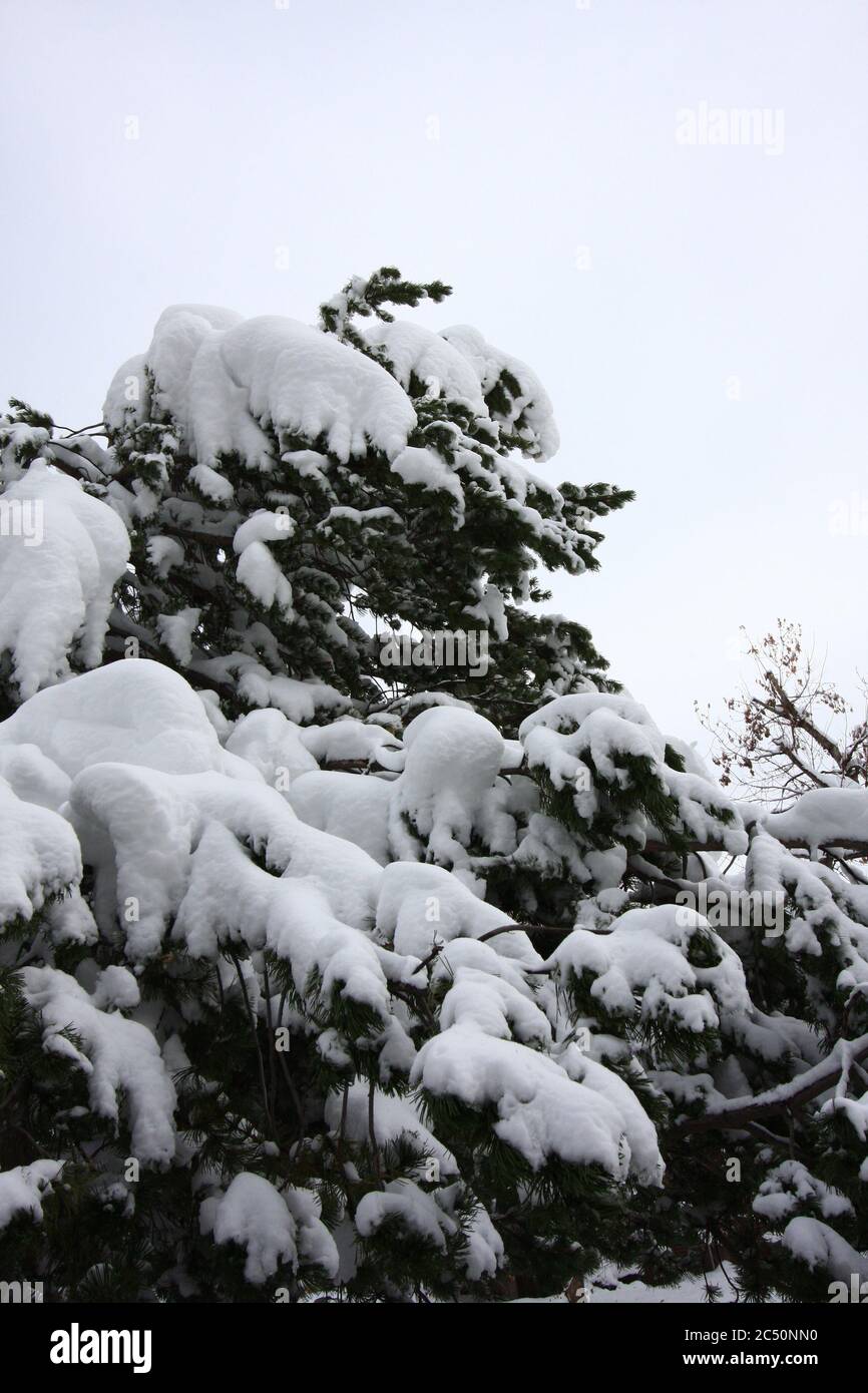 Major 12 inch powered fluffy light snow storm in Littleton Colorado