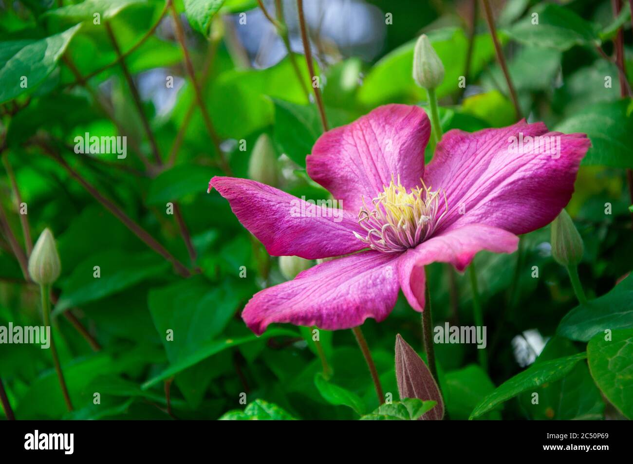 Close up of flowering violet Clematis on blurred background. Purple, violet and green Stock Photo