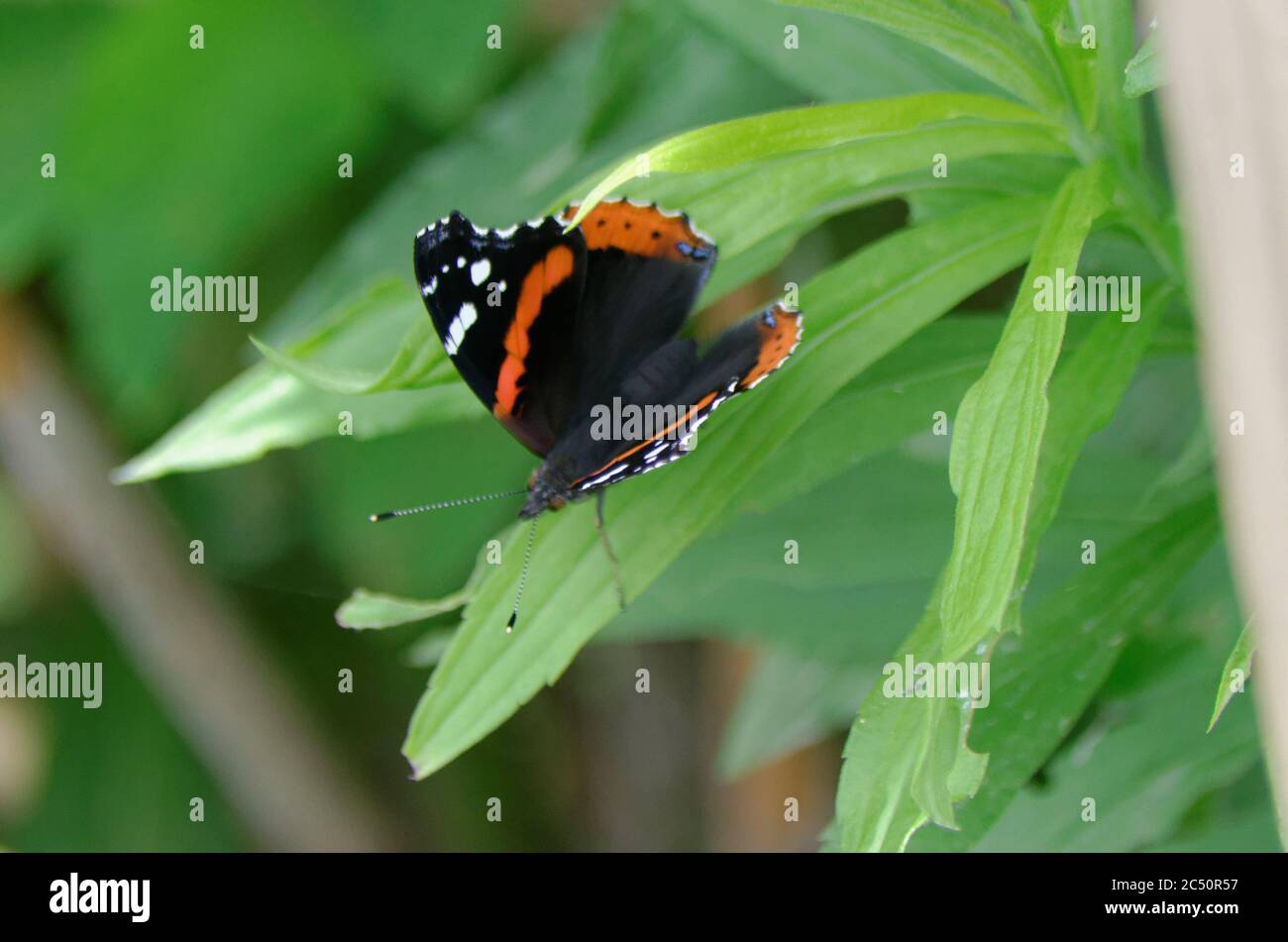 Red Admiral (Vanessa atalanta) butterfly Stock Photo
