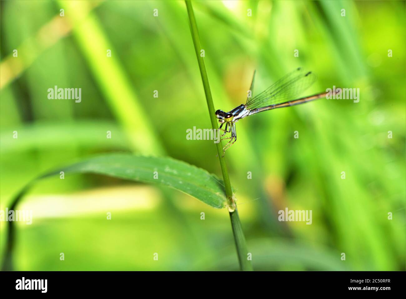 Female common blue damselfly Stock Photo - Alamy