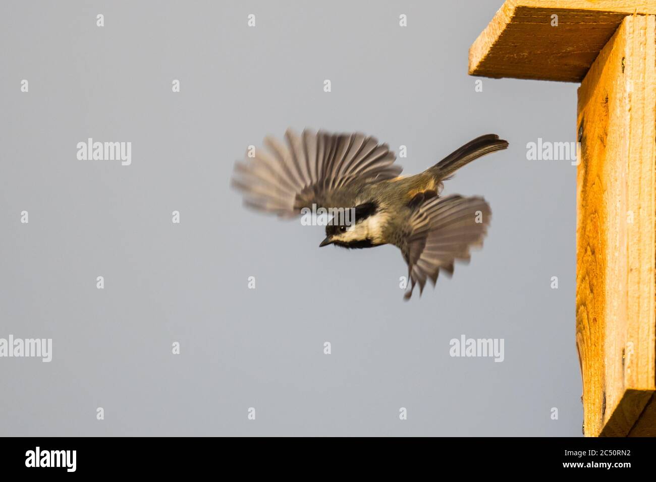 Black Capped Chickadee Flying High Resolution Stock Photography and ...