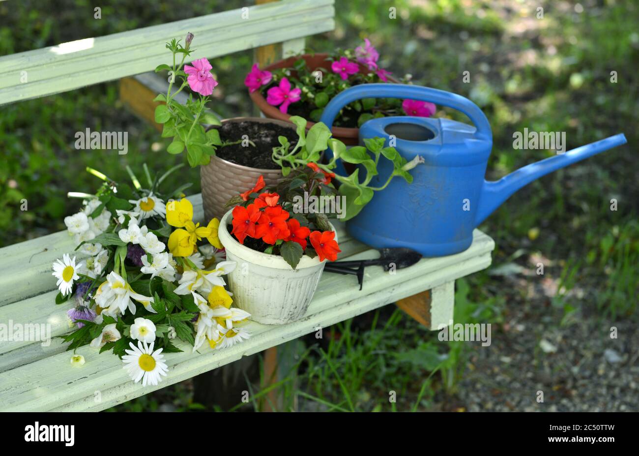 Garden bench with bunch of wild flowers, pots with balsamine sprouts and waterin can. Vintage botanical background with plants, home hobby still life Stock Photo