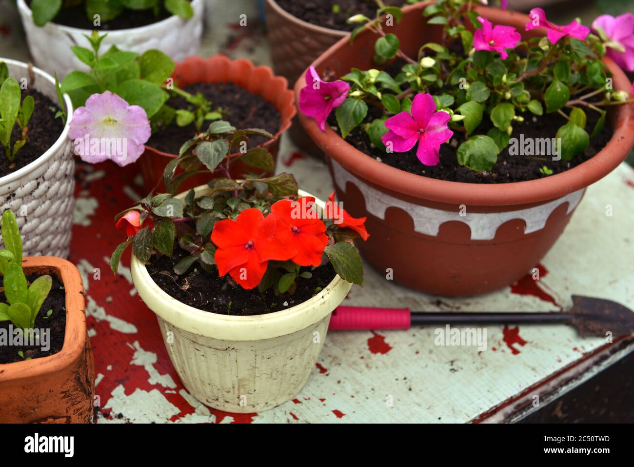 Flower pots with red and lilac balsamine, shovel on table in the garden. Vintage botanical background with plants, home hobby still life with gardenin Stock Photo