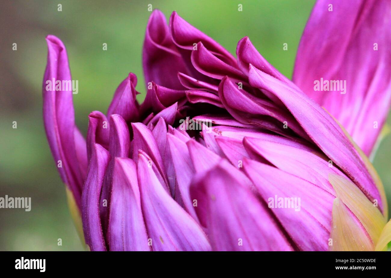 Close up of purple flower. Macro Flower. Stock Photo