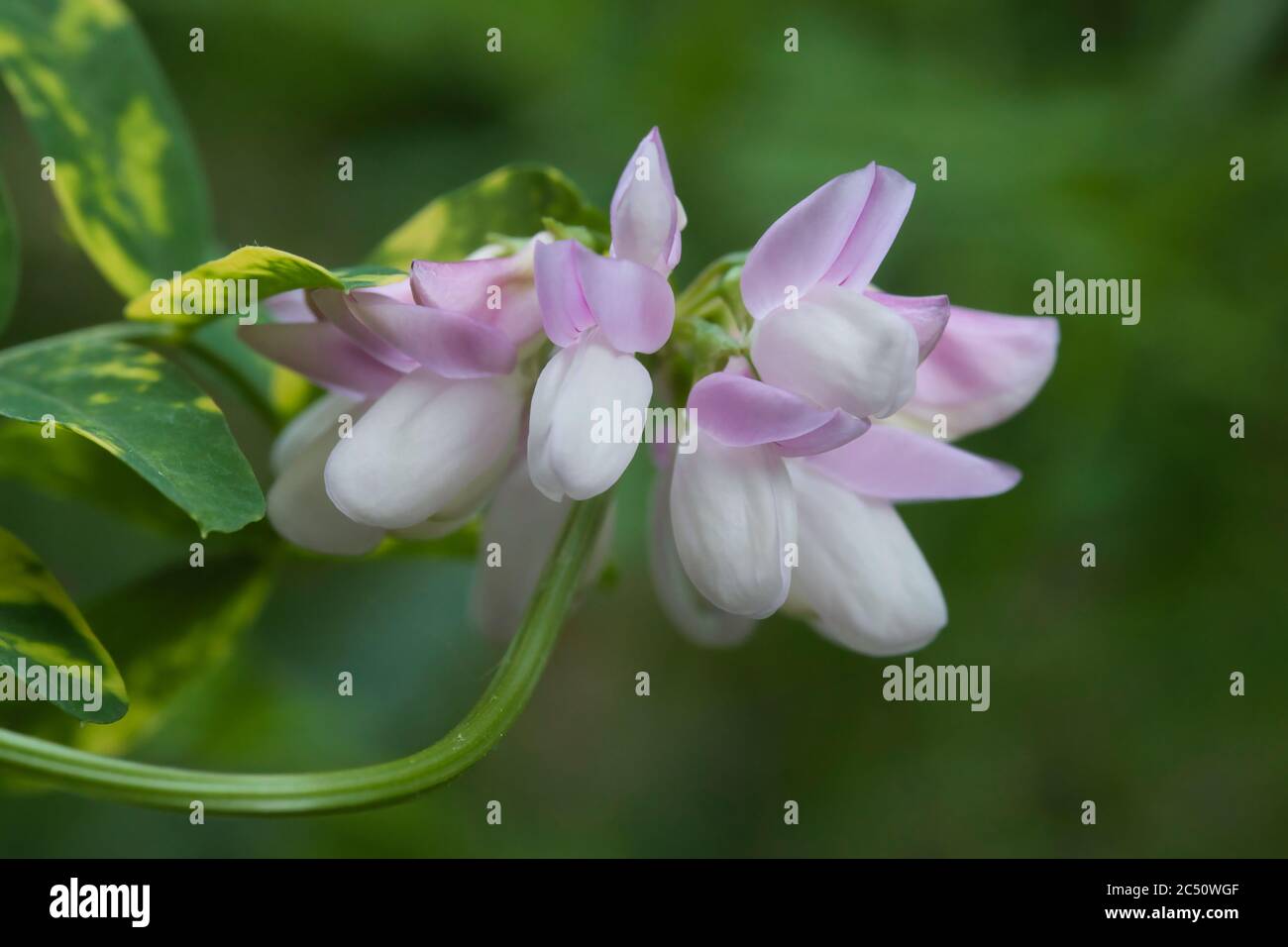 Closeup of beautiful pink flower growing outdoors. Common crownvetch. Stock Photo