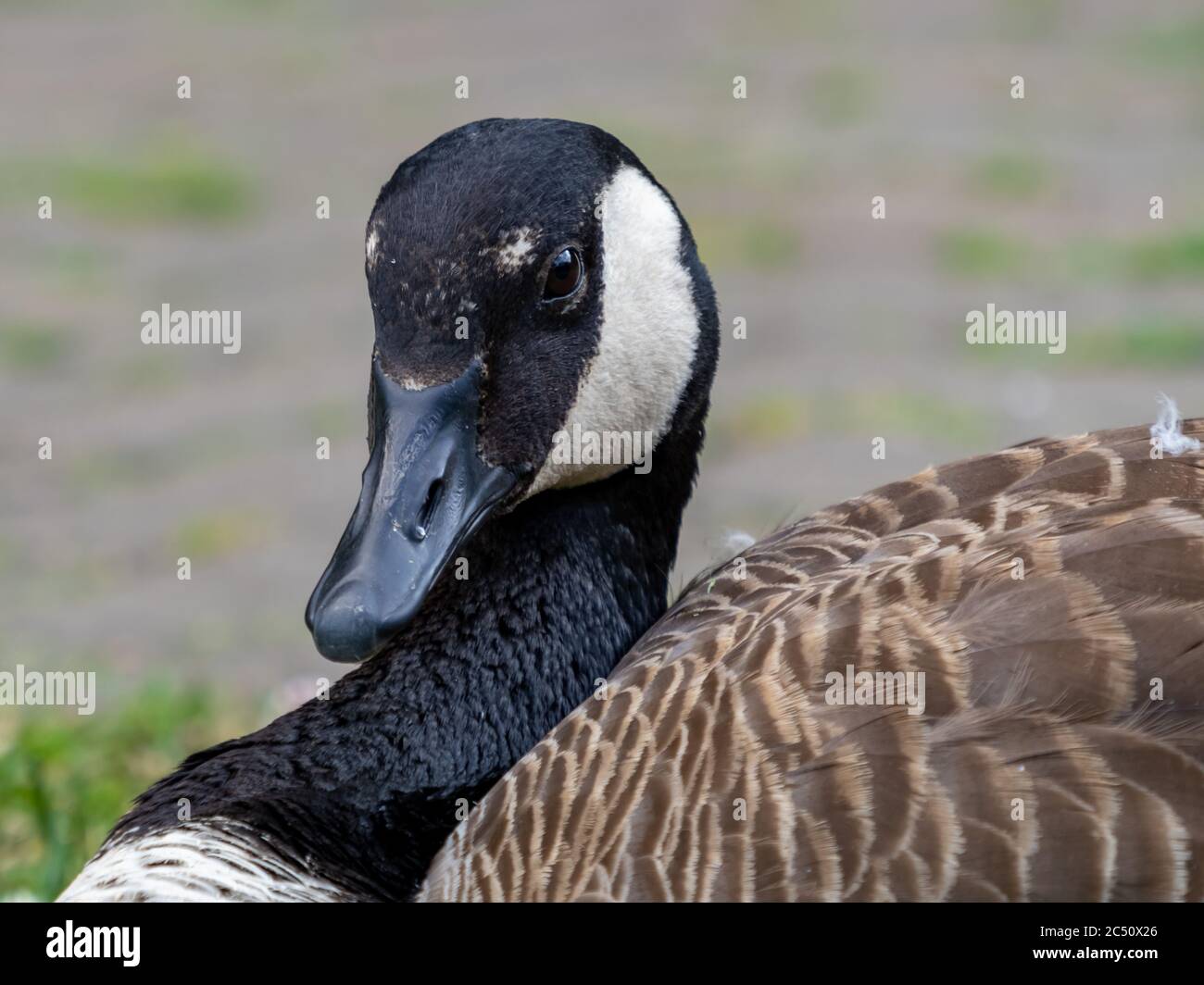 Canadian goose up close with its eye looking at you. Wildlife bird animal  laying on the ground in macro photography shot Stock Photo - Alamy