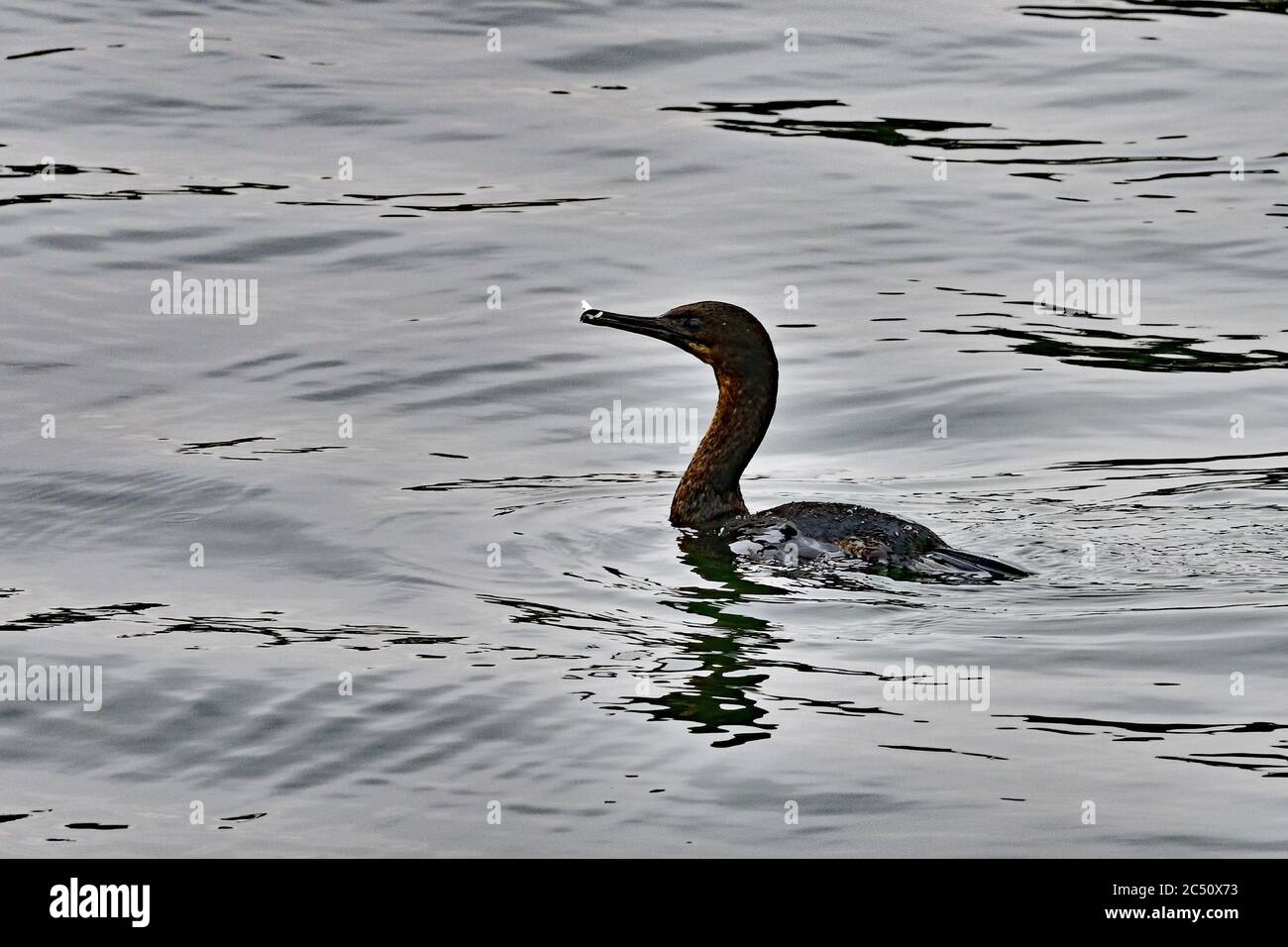 Double-crested cormorant with a Plastic in the Bill Stock Photo
