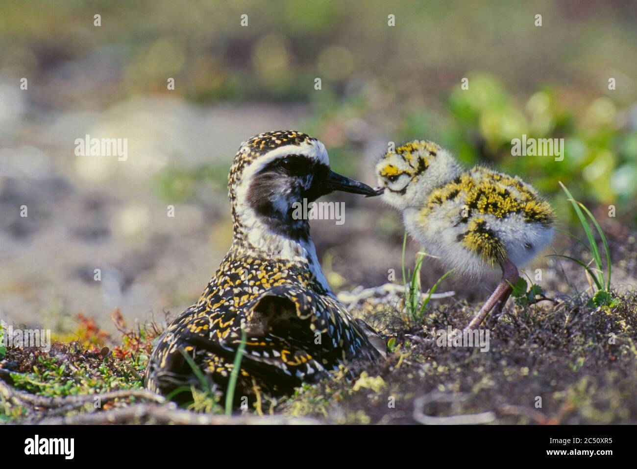 American golden-plover (Pluvialis dominica) with newly-hatched young at nest on tundra along the upper Thelon River in the Northwest Territories, Cana Stock Photo