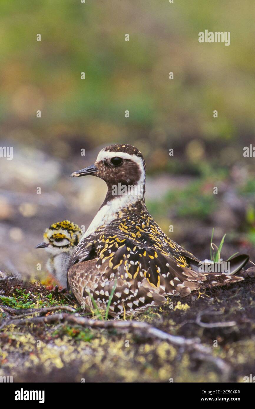 Adult American golden plover (Pluvialis dominica) on nest with chick Stock Photo