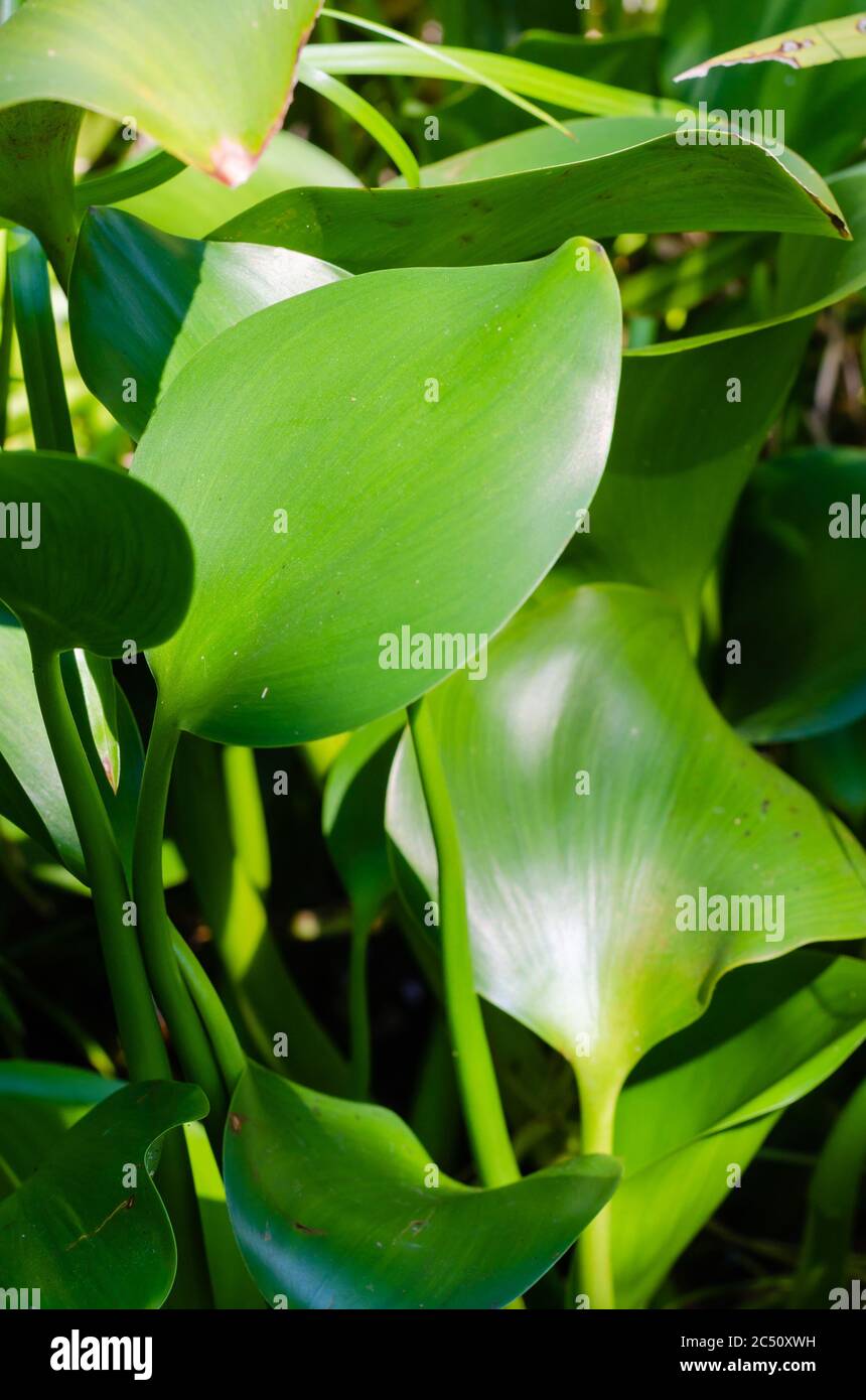 Green Leaves of Water Hyacinth (or Eichhornia Crassipes is botanical name) is in the Sunlight on Summer Season. Stock Photo