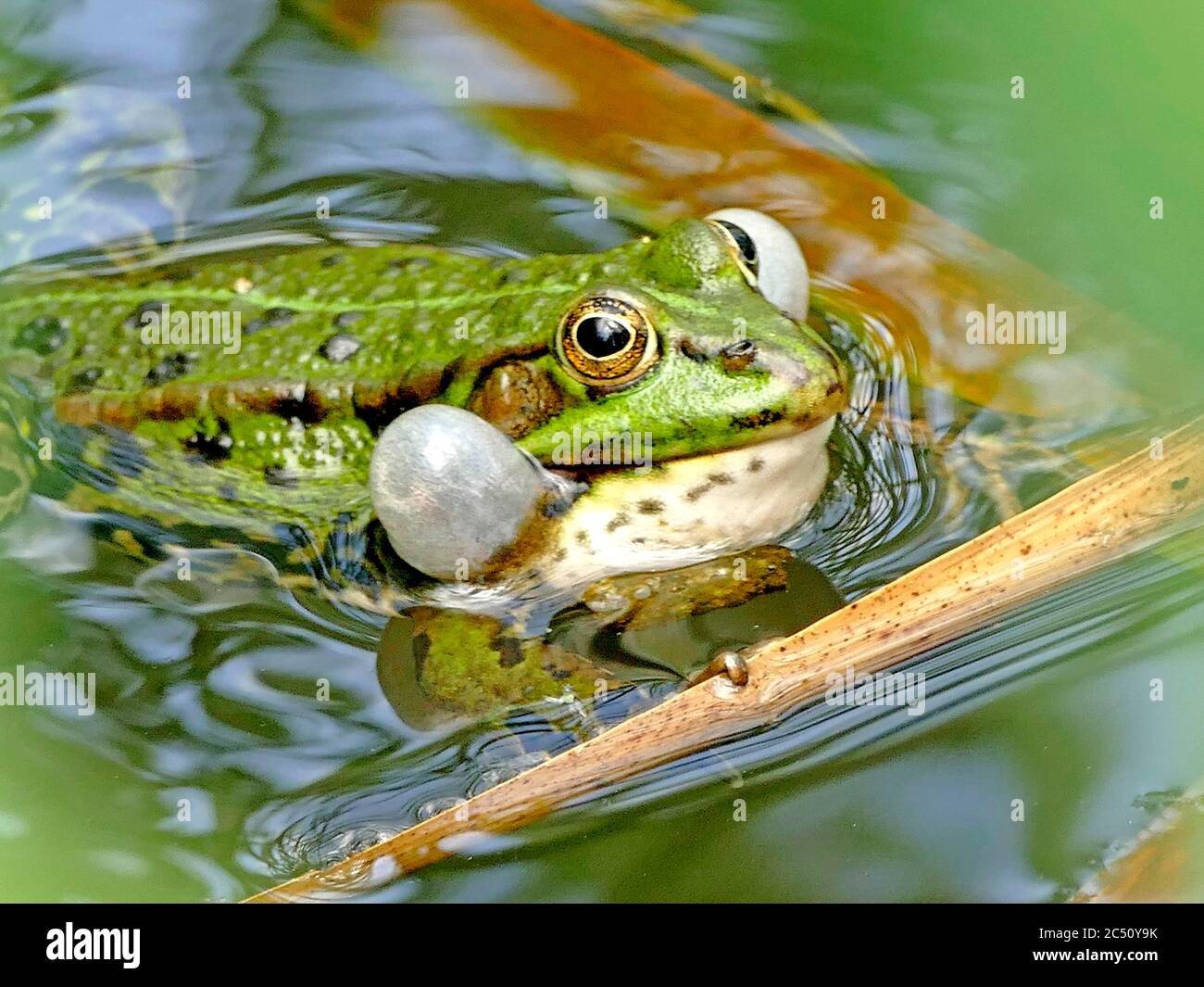 common water frog in a pond blowing up its cheeks Stock Photo Alamy