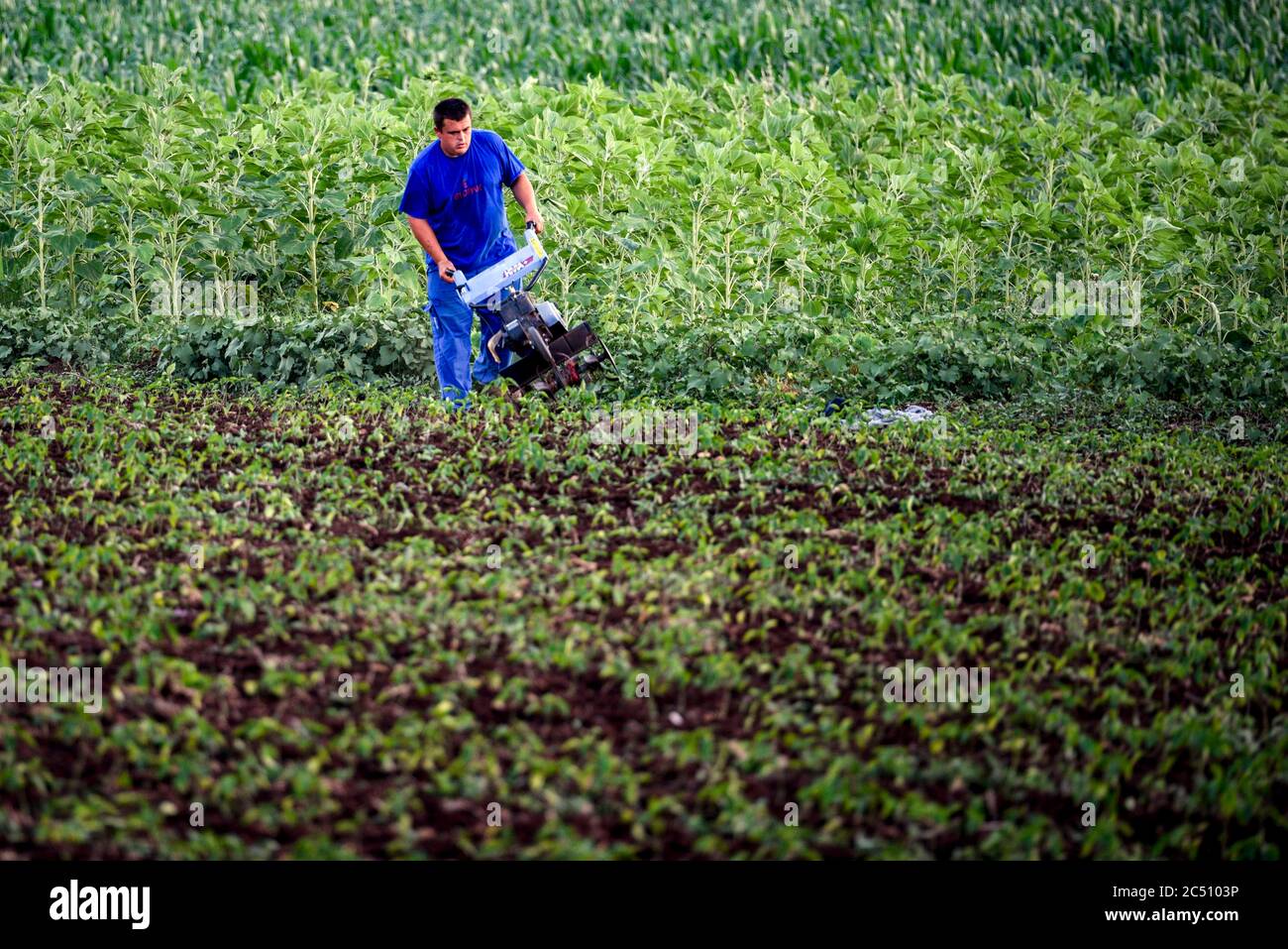Kumanovo, North Macedonia. 29th June, 2020. A farmer works at a field at a village near Kumanovo, North Macedonia, on June 29, 2020. A heat wave hit North Macedonia on Monday and the temperature reached 38 degrees Celsius. Credit: Tomislav Georgiev/Xinhua/Alamy Live News Stock Photo