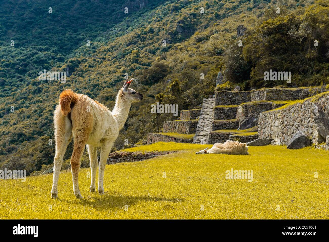 Two llama (Lama glama) in the inca agriculture terraces of Machu Picchu, Cusco, Peru. Stock Photo