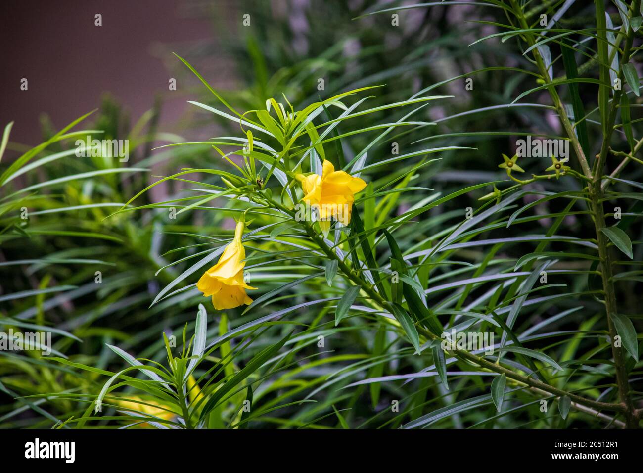 A beautiful Cascabela Thevetia flower (Yellow Oleander) in a tree on a summer day. With green leaf. Stock Photo