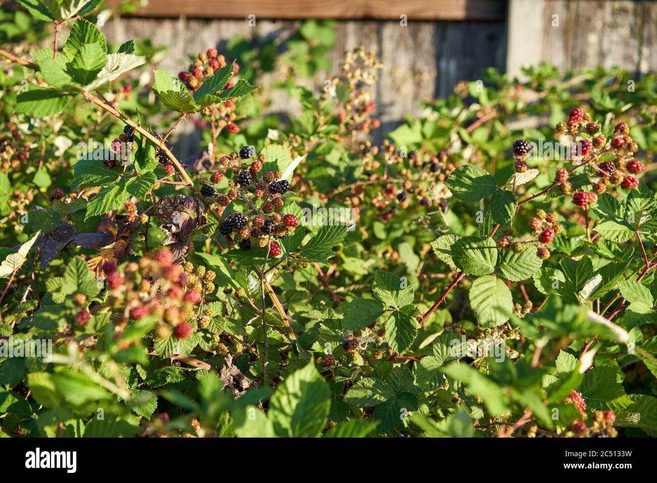 Blackberry plant fence hires stock photography and images Alamy